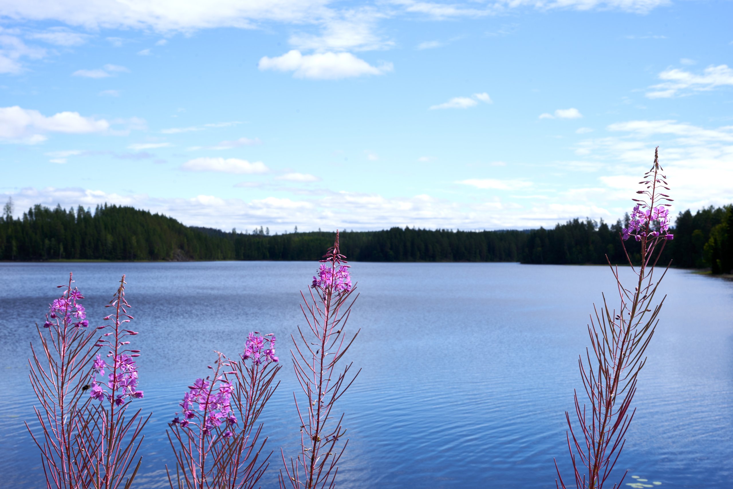 2022 07 22 Sverige 0569